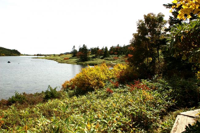 ☆鎌沼周回登山道から望む鎌沼<br /><br />鎌沼は蓬莱山の北西麓を取り囲むような鎌の形をしていて<br />周囲は1.4km,水深は１ｍほどの浅い沼だそうです。<br />ただ水は透明ですが水質が酸性なので水生植物や動物にはすみにくい環境のようです。<br />流入する大きな川や沢はないので周辺の山々から雨水が流れ込んだり<br />地中から染み出した水が溜まってできた沼です。