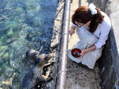 ワイフ様がここを希望したのはお土産を売っているみさき物産にてアザラシ用の餌を買って餌付けがしたかったから。動物好きなワイフ様らしいチョイス。