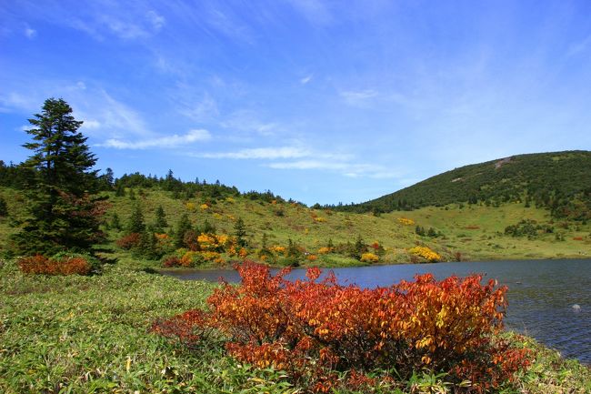 ☆鎌沼周回登山道から望む鎌沼＆前大巓(1911m)<br /><br />黄色いミネカエデと共にいち早く赤く色づくミネザクラ。