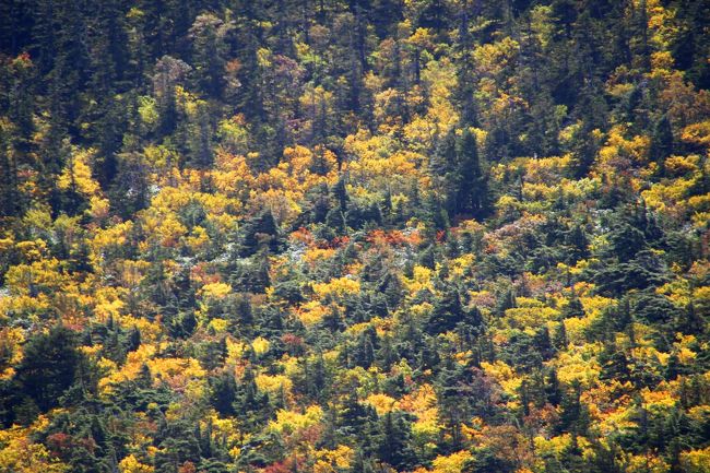 ☆鎌沼周回登山道から望む東吾妻山（1974m）山麓<br /><br />東吾妻山（1974m）山麓はミネカエデの黄葉は見頃ですが<br />赤系のカエデ1週間後くらいに見頃になることでしょう。