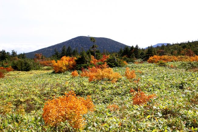 ☆鎌沼周回登山道から望む高山（1805m）<br /><br />笹原に点在するミネザクラやミネカエデが黄色く色づいてキレイです。<br />向こうに見えるコニーデ型の山は吾妻連峰で最南端にある高山(1805m)
