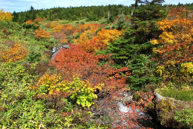 ☆鎌沼周回登山道 板橋周辺の紅葉<br /><br />鎌沼周回木道で唯一架かる1本板橋から見下ろした塩ノ川<br />赤く色づいたミネザクラが鮮やかです。
