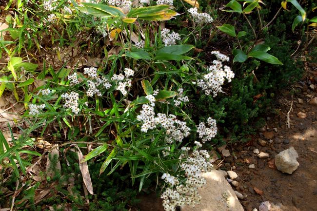 ☆鎌沼周回登山道のヤマハハコ(山母子)