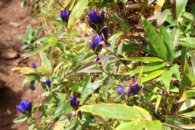 ☆鎌沼周回登山道のオヤマリドウ
