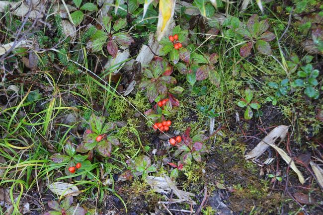 ☆鎌沼周回登山道　　ゴゼンタチバナ（御前橘）の実<br /><br />登山道脇ではゴゼンタチバナの赤い実がなっていました。<br />ゴゼンタチバナ（御前橘)は、ミズキ科ミズキ属ゴゼンタチバナ亜属で<br />草丈１０ｃｍ弱の多年草で花はミズキ属だけあって<br />ハナミズキやヤマボウシに似ています。<br />白くハナビラに見えるのは総苞でこれもミズキ属の特徴です。<br /><br /><br />