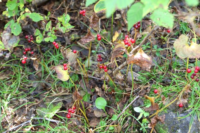 ☆鎌沼周回登山道　マイヅルソウ（舞鶴草）の実<br /><br />登山道脇ではマイヅルソウの赤い実もたくさん見られました。<br />マイヅルソウ(舞鶴草/キジカクシ科マイヅルゾウ属)は<br />日本では、北海道から九州の山地帯上部から亜高山帯の針葉樹林に多く群生し、<br />草丈６，７ｃｍの多年草。<br />花は白い星型。<br />花が舞鶴紋に似ていることから舞鶴草と呼ばれます。