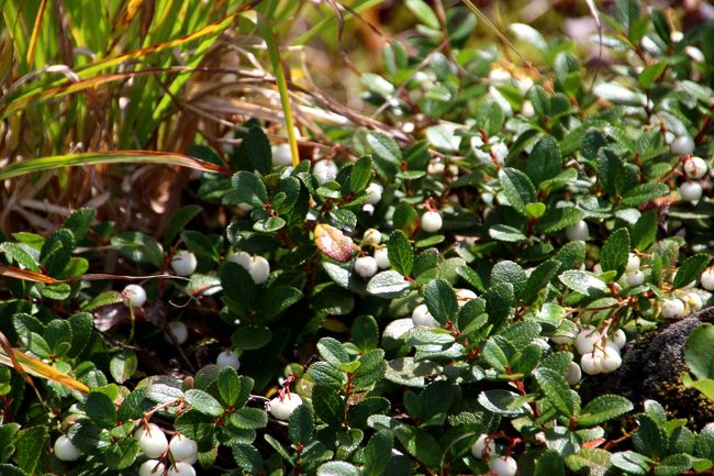 ☆鎌沼周回登山道　シラタマソウ（白玉草の実）<br /><br />シラタマノキ(白玉の木)ツツジ科シラタマノキ属は<br />中部以北の亜高山帯以上の草地等、比較的乾燥した場所に自生し<br />樹高さは30cm程度。葉は互生し、鋸歯を持つ楕円形で3cm程度の大きさ。<br /> 花期は7-8月で、5mm程度のドウダンツツジのような釣鐘型の地味な花をつける。花の先端はつぼまり、5裂し、裂片は反り返る。<br />9月頃、萼が肥大して果実を覆い、白い玉状になることからシラタマノキの和名がある。これを潰すとサリチル酸の臭い(サロンパス)がします。 