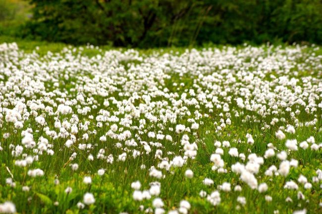 ☆浄土平湿原のワタスゲ（綿菅）<br /><br />(※2014/6/24撮影)<br /><br />浄土平湿原のワタスゲの群落は駐車場から遊歩道を５分歩くだけで見られる<br />お手軽で貴重な湿原です。