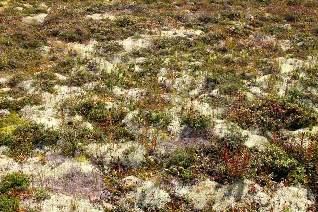 ☆浄土平湿原のハナゴケ(花苔)<br /><br />まるで雪が降ったように白いハナゴケ<br /><br />