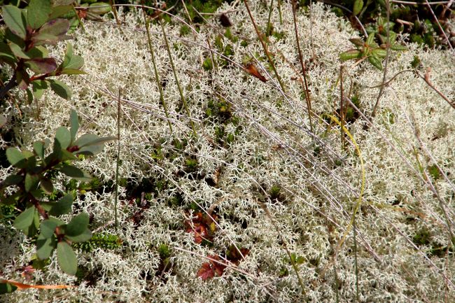 ☆浄土平湿原のハナゴケ(花苔)<br /><br />名前はコケと名付けられていますがコケ類ではなく<br />地衣類に分類されます。<br />地衣類は菌類と藻類の共生体だそうです。<br /><br />