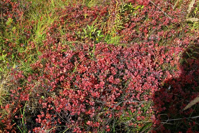 ☆浄土平湿原のクロマメノキ(黒豆の木)の草紅葉<br /><br />草紅葉と書きましたが<br />クロマメノキ（黒豆の木)はツツジ科スノキ属の落葉低木です。<br />アジア、ヨーロッパ、北アメリカにかけた北半球の寒地に広く分布し、<br />日本では、北海道、本州の中部地方以北に分布し、<br />亜高山帯から高山帯の岩礫地、砂礫質の草地、湿地などに群落をつくります。<br /><br />花は小さなドウダンツツジのようで<br />黒紫の実はアサマブドウとも呼ばれブルーベリーの仲間なので<br />甘酸っぱく食べられます。