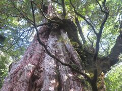 淀川登山口からバス停のある紀元杉まで車道を歩く。紀元杉はバス停から約100mさらに下った所にある。