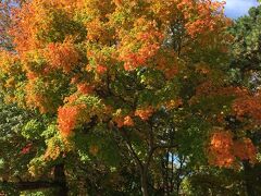 ホンマに紅葉が見ごろのいい時期に来れた(^_^)