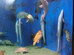 昨日電気自動車で寄って気になったので京都大学の白浜水族館へ。なぜかサメが壁にぴた！　中規模ですがいろいろ展示があって楽しめました。