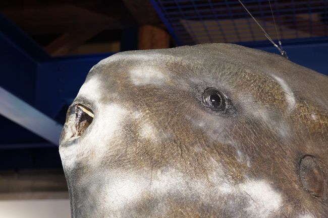 20201026-5 境港 海とくらしの史料館で、魚達の剥製見物』境港