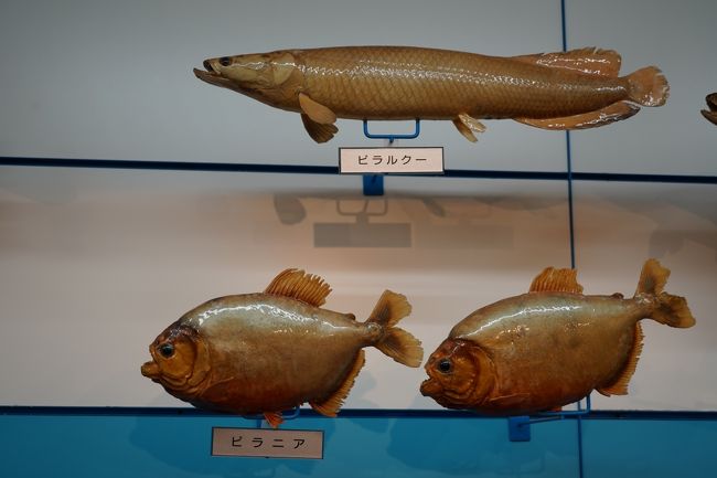 1026 5 境港 海とくらしの史料館で 魚達の剥製見物 境港 鳥取県 の旅行記 ブログ By Hhbさん フォートラベル
