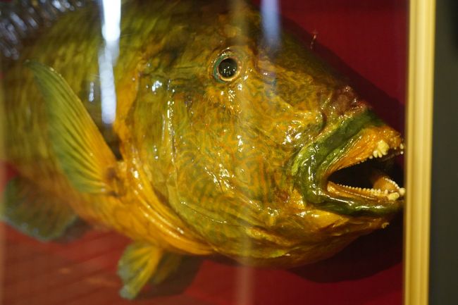 1026 5 境港 海とくらしの史料館で 魚達の剥製見物 境港 鳥取県 の旅行記 ブログ By Hhbさん フォートラベル 1026 5 境港 海とくらしの史料館で 魚達の剥製見物 境港 鳥取県 の旅行記 ブログ By Hhbさん フォートラベル