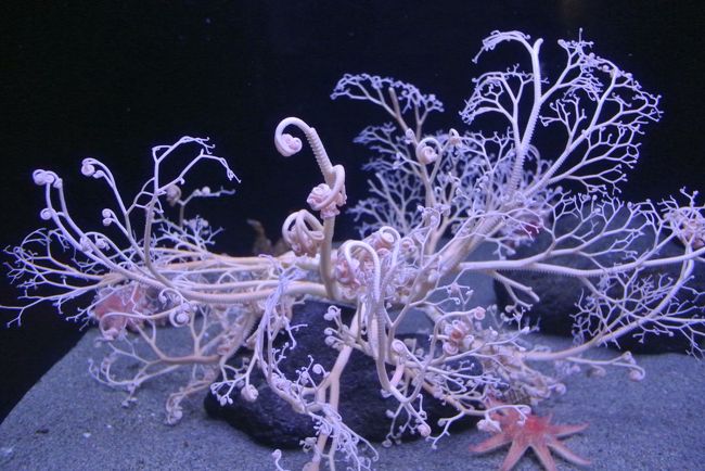 子供と水族館めぐり 新潟マリンピア日本海のあとは露天風呂付客室で贅沢に 岩室温泉 新潟県 の旅行記 ブログ By あいぼんさん フォートラベル 子供と水族館めぐり 新潟マリンピア日本海のあとは露天風呂付客室で贅沢に 岩室温泉 新潟県 の旅行記 ブログ By あいぼんさん フォートラベル