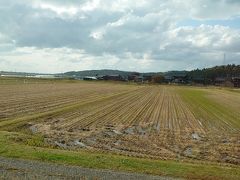 白い点々は白鳥です。