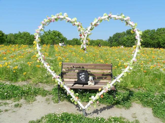 万博記念公園のポピー祭り ネモフィラも見られましたよ 18年ｇｗ 吹田 万博公園 大阪 の旅行記 ブログ By Joecoolさん フォートラベル