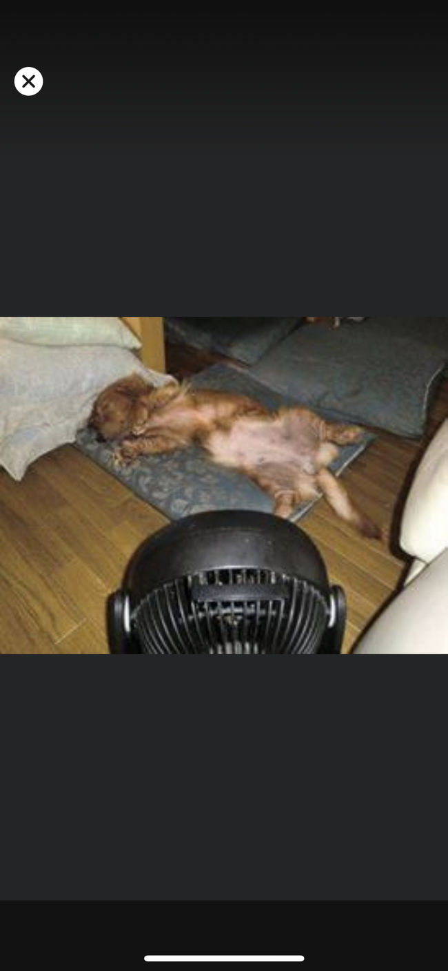 Go Toキャンペーンで伊豆高原わんわんパラダイス 翌日 帰路です 伊豆高原 静岡県 の旅行記 ブログ By Jmb Srさん フォートラベル