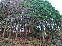 バスから降りて延暦寺に向かい歩きました。周囲一帯は見事な樹林です。「煙雨・比叡の樹林」と言うのは琵琶湖八景の一つだそうです。雨こそ降っていませんがややガスがかかって肌寒い朝、広い延暦寺のお寺を取り囲む鬱蒼とした木々の緑は物静かで幽幻な雰囲気。