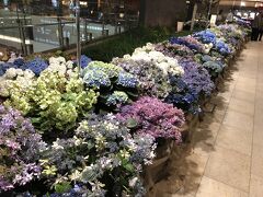 6月20日は会社の創業記念日なのでお休み。
この日を利用して毎年のようにどこかにお出かけします。
日本は梅雨の時期なので羽田空港には紫陽花が飾られていました。
