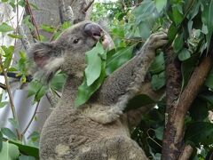 コアラに会いたくなり、突如カランビンへタクシーで向かいました。旅行客が少ないため、コアラ抱っこのコーナーはガラガラ。息子が抱っこしたのですが、ウンチされてしまい、もう二度とコアラ抱っこしない!と怒りまくってました(笑)。