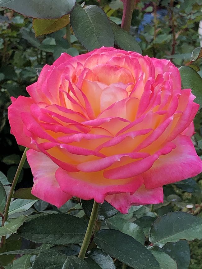 東京散歩 薔薇の洋館巡り 上野 御徒町 東京 の旅行記 ブログ By Michyさん フォートラベル 東京散歩 薔薇の洋館巡り 上野 御徒町 東京 の旅行記 ブログ By Michyさん フォートラベル
