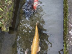 なつかしの鯉で会えました。