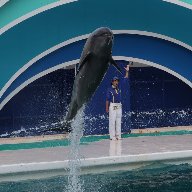 最新発見 鴨川SeaWorld-6 イルカパフォーマンス C（2回/前半）☆宙に舞う ピンズ・ピンバッジ・缶バッジ