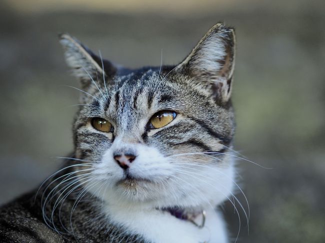 唐澤山城跡に行ったら そこは猫ちゃんの楽園だった 佐野 栃木県 の旅行記 ブログ By みささん フォートラベル 唐澤山城跡に行ったら そこは猫ちゃんの楽園だった 佐野 栃木県 の旅行記 ブログ By みささん フォートラベル