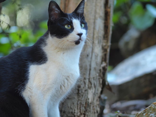 唐澤山城跡に行ったら そこは猫ちゃんの楽園だった 佐野 栃木県 の旅行記 ブログ By みささん フォートラベル