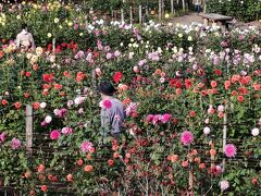 午後は両神山麓花の郷ダリア園へ
柵の外からも見えるダリアの花ですが、入場料を払って、中をゆっくりと写真を撮って散策。