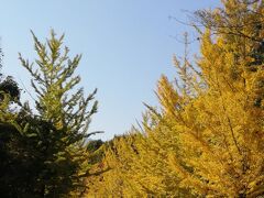 チェックアウト後、秩父のミューズパークのイチョウ並木へ