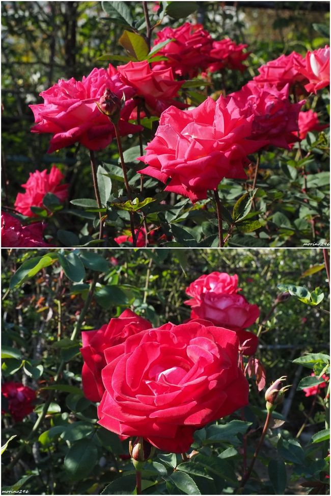 2020秋バラを楽しむ＠大船フラワーセンター』鎌倉(神奈川県)の旅行記