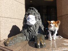 銀座三越のライオンさんもコロナ対策中。
マスクもビッグサイズでなかなか迫力があります。