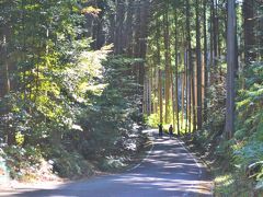 朝一番の清々しい空気の中、
美しく緩やかな古道らしい道･･･

あら？舗装してある。
ちょっとイメージと違うけど
まあ、いいでしょう。