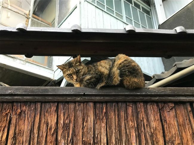瀬戸内の陽光に包まれて 3 猫の誘惑と坂の町 尾道編 広島県 尾道 広島県 の旅行記 ブログ By Kayoさん フォートラベル