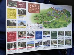 また少し移動して着いたのは　やんばる国立公園　大石（だいせき）林山です。母が足が痛いというので初心者コースのバリアフリーコースをのんびり歩きました。