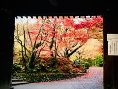 龍安寺の紅葉。