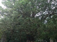 その横には、御神木の梛の大木。推定樹齢１０００年とのこと。
