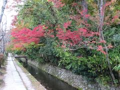 哲学の道。
近年、癒しの猫スポットとして知られているそうで、丸々と太った毛並みのいい猫たちを見かけることができました。