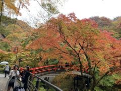 伊香保神社から平坦な道を１０分くらい山に向かって歩いてゆくと、紅葉で有名な橋にたどり着きます。道は細いですが車でも行けます。無料駐車場あり。本当の見事な紅葉でした。