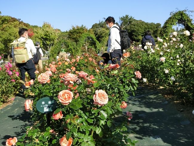 秋晴れの大阪万博記念公園 自然文化園 平和のバラ園で 秋のバラ を楽しむ 吹田 万博公園 大阪 の旅行記 ブログ By Hy 2217さん フォートラベル 秋晴れの大阪万博記念公園 自然文化園 平和のバラ園で 秋のバラ を楽しむ 吹田 万博公園 大阪 の旅行記 ブログ By Hy 2217さん フォートラベル