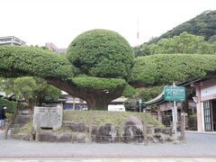 「カゴシマシティービュー」バスで途中下車　照国神社にやってきました