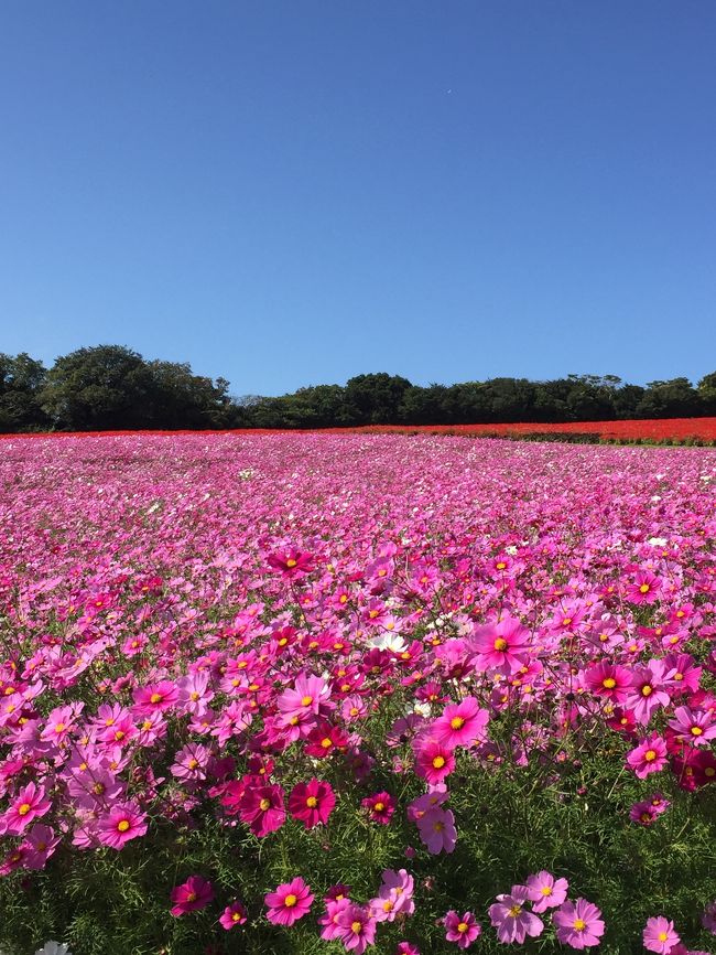 家族でgoto淡路島 後編 あわじ花さじきのコスモス畑で深呼吸 淡路島 兵庫県 の旅行記 ブログ By はちさん フォートラベル