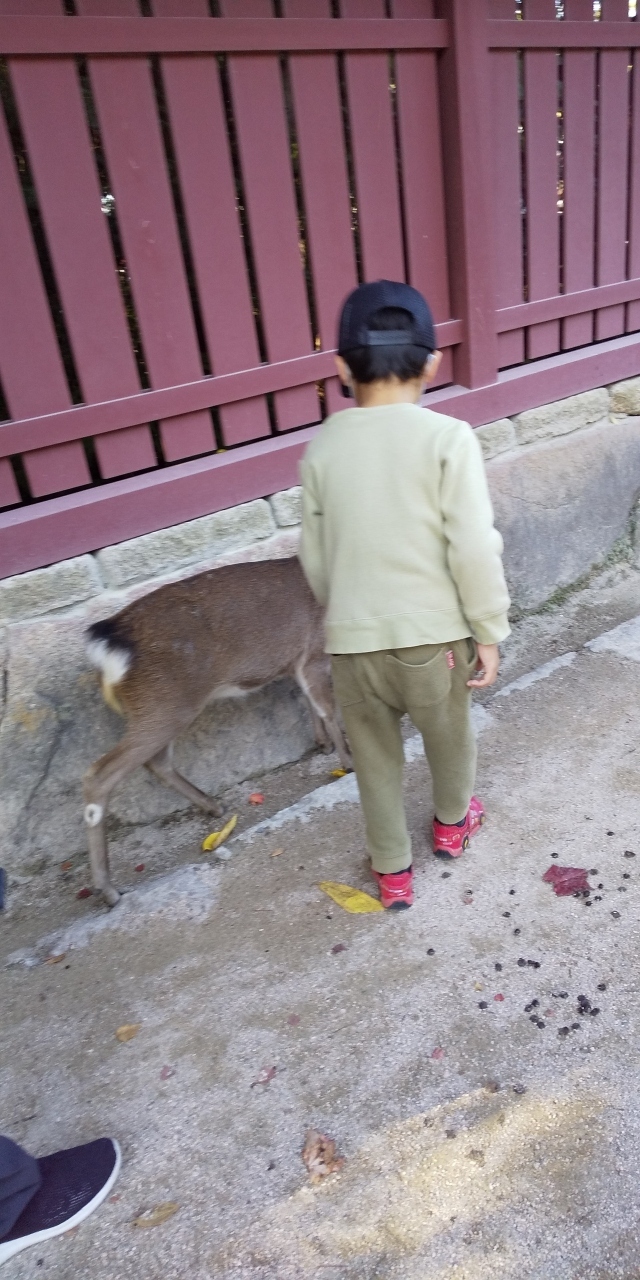 こちらの鹿は大人しいようです。<br />幼稚園児が触っても大丈夫みたい。<br />奈良公園などの鹿のイメージとは違うみたい。