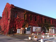 赤レンガ倉庫あたりには、
建物が、紅葉したカエデのような葉で覆われ、
秋が深いことを教えてくれます。