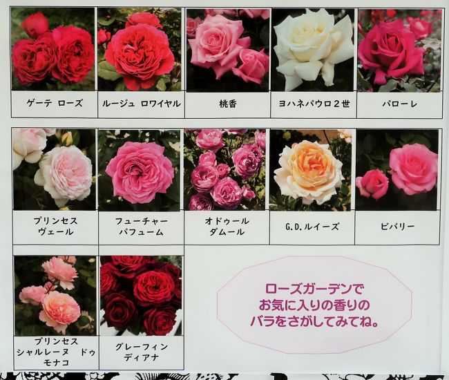 京成バラ園 4 Rose 愛のガゼボ 恋人の聖地 香りを愛でるバラ 色いろ 鎌ヶ谷 印西 八千代 千葉県 の旅行記 ブログ By マキタン２さん フォートラベル